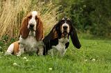 BASSET HOUND 126